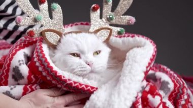 Kadın beyaz kediyi kırmızı ekoseyle sarıyor. Noel süsü, geyik boynuzları. Yeni yıl, evcil hayvanlar, hayvanlar konsepti.