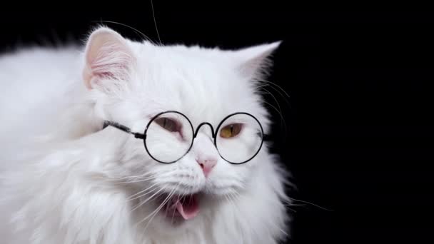 Chlupatá bílá kočka v brýlích unavená, ospalá kočička zívá a odpočívá na černém pozadí. Velmi nudné, nezajímavé. Skotská vysočina rovný legrační škleb ve zpomaleném filmu. — Stock video