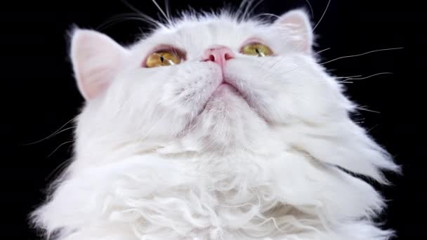 Aranyos portré fehér szőrös macska néz fel a fekete háttér. Stúdió fotó. Luxus elszigetelt belföldi cica. — Stock videók