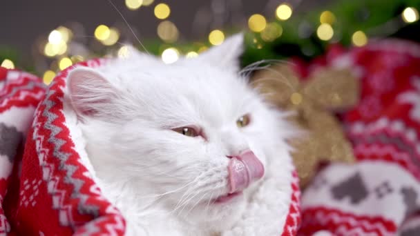 Пушистый ледяной белый кот в рождественском украшении - огни и красный орнамент клетчатый. Новый год, питы, животные - понятие мема. Роскошный домашний котенок — стоковое видео