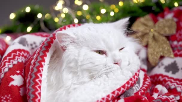 El gato peludo blanco que descansa en la decoración navideña - las luces y el ornamento rojo escocés. Año nuevo, mascotas, animales concepto meme. — Vídeo de stock