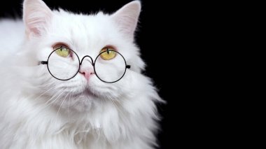 Gözlüklü tüylü beyaz kedi, siyah arka planda oturan sevimli bilim adamı kedisi. İskoç İskoçya heteroseksüel komik hayvan. Uzayı kopyala Eğitim, öğrenim kavramı