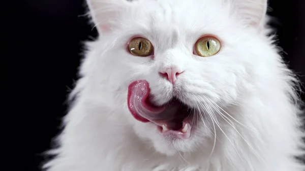 Fluffy gatto leccare dopo delizioso pasto su sfondo nero. Gattino bianco affamato che scuote la testa. Allergia alla lana animale. — Foto Stock