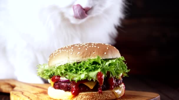 Белый кот лижет большой вкусный бургер на заднем плане. Домашний котенок с гамбургером с мясной котлеткой, овощами, плавленым сыром и соусом. Быстрое питание, нездоровый образ жизни — стоковое видео