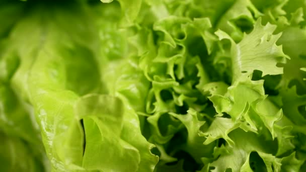 Boneca close-up de alface fresca folhosa orgânica verde. Legumes, ingrediente de salada, conceito de estilo de vida saudável — Vídeo de Stock