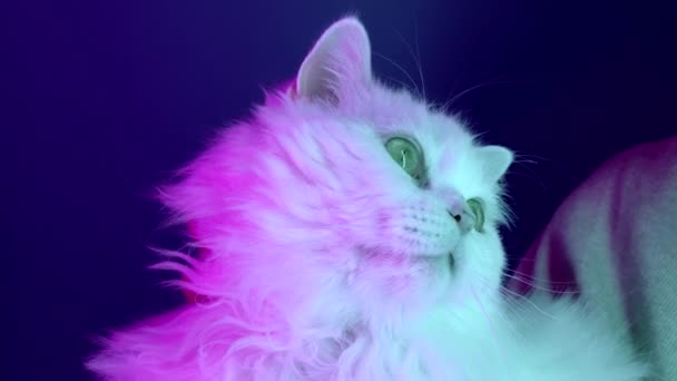 Femme caressant adorable chat moelleux sur fond bleu sous la lumière au néon led coloré. Caresse animal domestique mignon. Amour, soins, concept familial. — Video