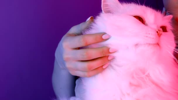 Frau streichelt entzückende flauschige Katze auf blauem Hintergrund unter buntem Neonlicht. Streichelt häusliches süßes Haustier. Liebe, Fürsorge, Familienkonzept. — Stockvideo