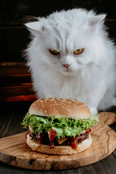 Serious cat with big burger on dark background. Angry kitty looks to tasty fast food meal with meat cutlet, onion, vegetables, melted cheese and sauce.