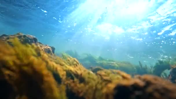 Fondo de un río poco profundo que fluye rápido. Rayos de luz brillando a través de la superficie del agua. Las algas y las plantas se balancean maravillosamente bajo el río. Punto de vista submarino. Naturaleza, limpio, fondo acuático. — Vídeo de stock