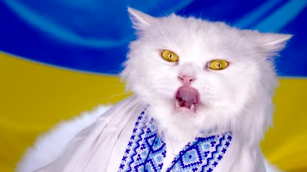 White fluffy cat in vyshyvanka on blue yellow ukrainian flag background. Colorful footage. Thoroughbred domestic kitty. Well-groomed pets, cool animals. Symbol of Support for the war in Ukraine — Stock Video