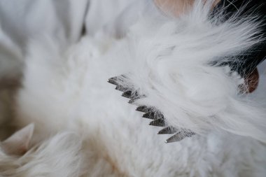 Evcil hayvan güzellik salonunda beyaz tüylü kedi tımarı. Tıraş makineli saç kesimi. Evcil hayvanı tıraş eder.