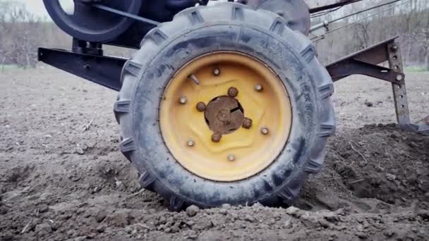 Ágybarázdák ásása burgonya ültetéséhez gazdák által. Ember szántás csernozem területen motoros egység motoblock talajhajtó kerekek - típusú kis méretű traktor, háztartásban használt. — Stock videók