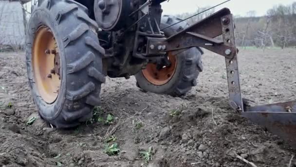 Camas de escavação ranhuras para plantar batatas pelo agricultor. Arado de homem no campo de chernozem com motobloco de unidade motorizada com rodas envolventes no solo - tipo de trator de pequeno porte, usado no lar. — Vídeo de Stock