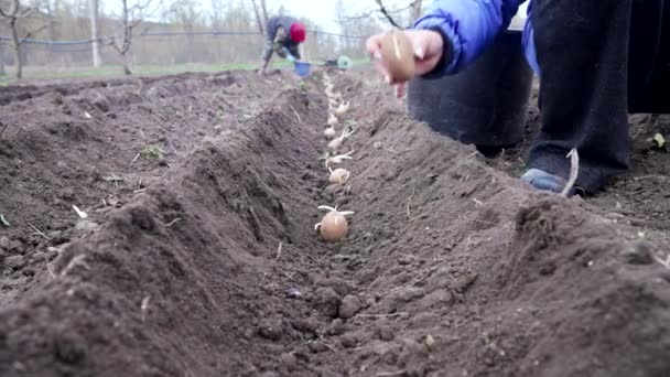 Žena farmář pěstování brambor v zahradě chernozem půdy v jarním období. Ekologické zemědělství a zahradnictví, zemědělství, drobná místní produkce - koncept pěstování zeleniny. — Stock video