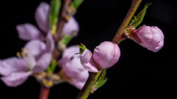 Spring easter time lapse - ροζ λουλούδια από άνθη ροδάκινου σε μαύρο φόντο. Μακροχρόνια θέα στη φύση. Ανθισμένα, ανοιγόμενα πέταλα σε κλαδιά κερασιάς. — Αρχείο Βίντεο