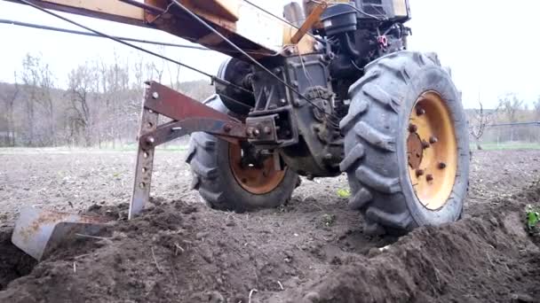 Creuser des rainures de lits pour planter des pommes de terre par agriculteur. Charrage d'homme dans le champ de chernozem avec unité motorisée motoblock avec roues au sol type de tracteur de petite taille, utilisé dans les ménages. — Video