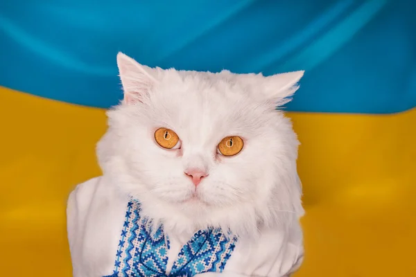 푸른 노랑우크 라니아 깃발 배경에는 흰 솜털 고양이가 앉아 있다. 화려하네요. 국내 키 티를 조심스럽게 익혔습니다. 잘 차려입은 애완 동물들, 멋진 동물들. 우크라이나 전쟁에 대한 지원의 상징 — 스톡 사진