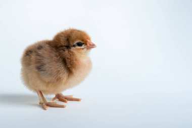 Dekoratif tema için çiçek desenli sevimli bir piliç. Stüdyo arka planında yeni doğmuş kümes hayvanları sarı tavuk gagası. Paskalya, çiftlik konsepti