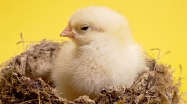 Sarı stüdyo arka planında yuvada oturan güzel bir piliç. Tasarım ve dekoratif tema için izole edilmiş. Yeni doğmuş kümes hayvanları. Paskalya, çiftlik konsepti