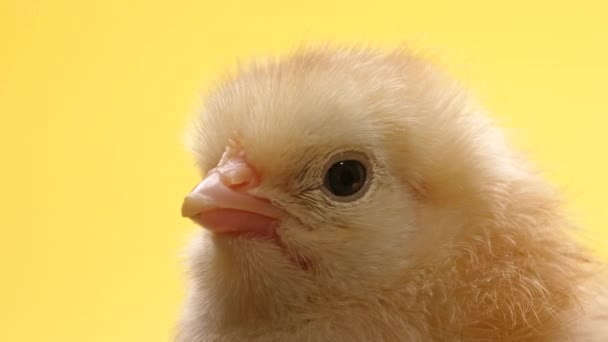 Roztomilé malé kuřátko pro design dekorativní téma. Novorozená drůbež kuřecí zobák na žlutém pozadí studia. Velikonoce, koncepce farmy — Stock video