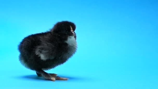 Vacker svart bedårande liten brud för design dekorativa tema. Nyfödd fågel gul kyckling näbb på blå studio bakgrund. Påsk, lantbrukskoncept — Stockvideo