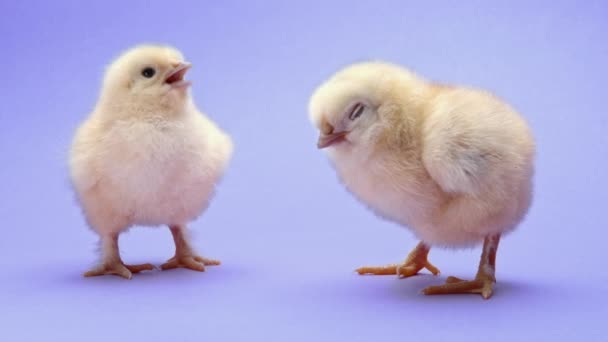 Beautiful couple, little chicks on violet studio background. Isolated picture for design, decorative theme. Newborn poultry chicken. Easter, farm concept — Stock Video