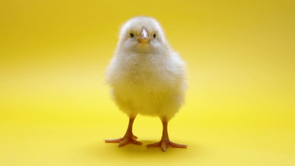 Χαριτωμένο μικρό γκομενάκι για διακοσμητικό θέμα. Νεογέννητο κοτόπουλο ράμφος σε κίτρινο φόντο στούντιο. Πάσχα, έννοια της εκμετάλλευσης — Αρχείο Βίντεο