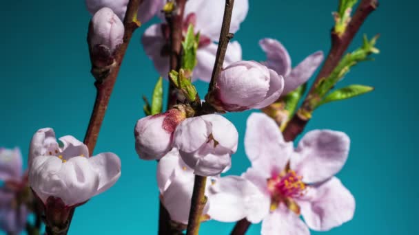 Lapso de tempo de Páscoa de primavera - flores rosa de flor de pêssego no fundo azul de céu. Macro florescendo vista da natureza. Floração, pétalas de abertura na árvore de ramos de cereja. — Vídeo de Stock