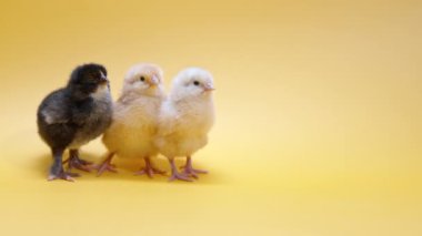 Sarı stüdyo arka planında üç küçük piliç. Tasarım için izole edilmiş resim, dekoratif tema. Yeni doğmuş kümes hayvanları. Paskalya, çiftlik konsepti. Boşluğu kopyala.