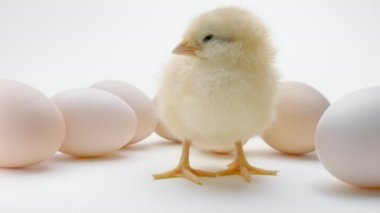 Yeni doğmuş kümes hayvanları, beyaz arka planda sarı tavuk ve stüdyoda yumurtalar. Dekoratif tema için çok güzel bir piliç. Paskalya, çiftlik konsepti