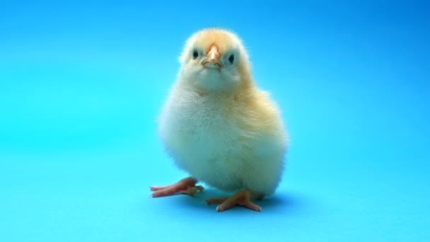 Nyfödd fågel gul kyckling näbb på blå studio bakgrund. Vacker bedårande liten brud för design dekorativa tema. Påsk, lantbrukskoncept — Stockvideo