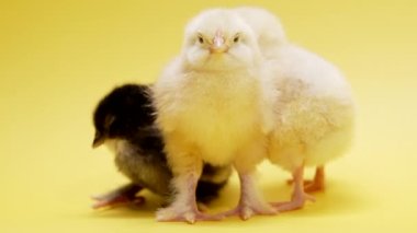 Üç komik yeni doğmuş civciv. Komik bebekler küçük tavuklar sarı sıcak arka planda izole edilmiş. Geleneksel kuş kavramı, bahar kutlaması. Mutlu Paskalyanın sembolü. 