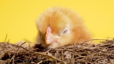 Sarı stüdyo arka planında yuvada oturan güzel bir piliç. Tasarım ve dekoratif tema için izole edilmiş. Yeni doğmuş kümes hayvanları. Paskalya, çiftlik konsepti
