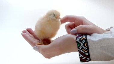 Etnik Ukraynalı vyshyvanka kumaşlı kadın yeni doğmuş yavrunun elini tutuyor. Yavru tavuk. Çiftçi kuşu korur, başını okşar. Mutlu Paskalya, bahar, yeni hayatın sembolü.