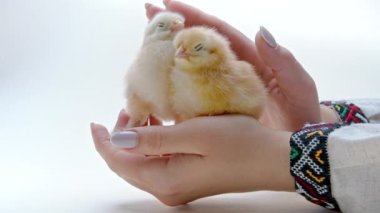 Yeni doğmuş sarı civcivlerin elini tutan kadın. Yavru tavuklar. Etnik Ukrayna vyshyvanka kumaşlı çiftçi kuşları korur, kafalarını okşar. Mutlu Paskalya, bahar, yeni hayatın sembolü.