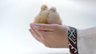 Yeni doğmuş sarı civcivlerin elini tutan kadın. Yavru tavuklar. Çiftçi kuşları korur, kafalarını okşar. Mutlu Paskalya, bahar, yeni hayatın sembolü.