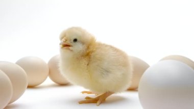 Yumurta içinde yumurtadan çıkmamış tavukların arasında yeni doğmuş civciv. Küçük bebek anne tavuk diyor, beyaz arka planda soyutlanmış. Geleneksel kuş kavramı, bahar kutlaması. Mutlu Paskalyanın sembolü. 