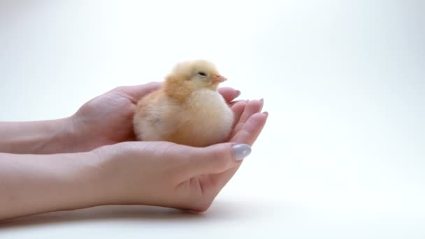 Женщина держит в руках новорожденную жёлтую цыпочку. Маленький цыпленок. Фермер защищает птицу, гладит её по голове. Символ счастливой Пасхи, весны, новой жизни. — стоковое видео