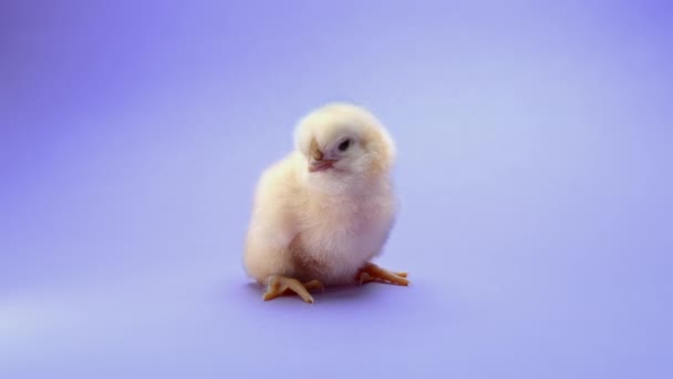 Nyfödd gul brud. Små kyckling samtal mor, isolerad på violett studio bakgrund. Begreppet traditionell fågel, vårfest. Symbol för lycklig påsk. — Stockvideo