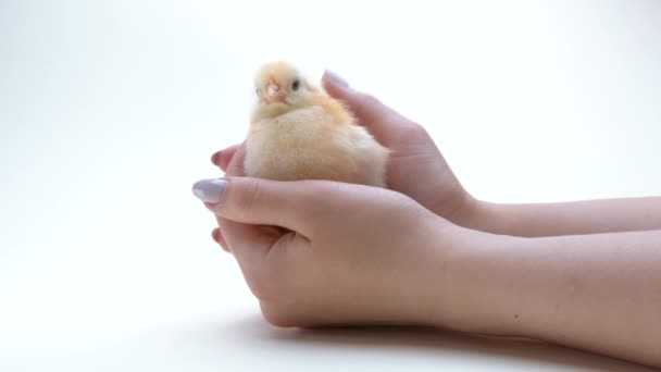 Egy nő fogja a kezében az újszülött sárga csajt. Kicsi csirke. A gazda védi a madarat, fejbe simogatja. A boldog húsvét, tavasz, új élet szimbóluma. — Stock videók