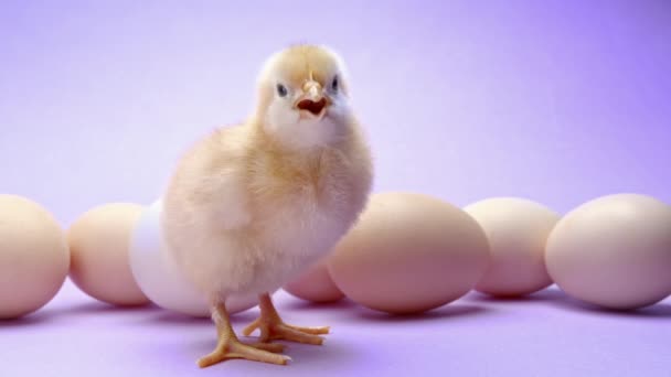 Cewek kuning yang baru lahir di antara telur. Bayi ayam kecil memanggil ibu, terisolasi di latar belakang studio ungu. Konsep burung tradisional, perayaan musim semi. Simbol Paskah yang bahagia. — Stok Video