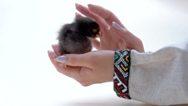 Woman in ethnic ukrainian vyshyvanka cloth holding in hands newborn black chick. Baby little chicken. Farmer protects bird, strokes it on head. Symbol of happy Easter, spring, new life. — Video Stock