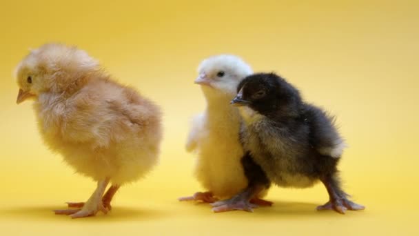 Tre humoristiska nyfödda brudar. Roliga bebisar små kycklingar isolerade på gul varm bakgrund. Begreppet traditionell fågel, vårfest. Symbol för lycklig påsk. — Stockvideo