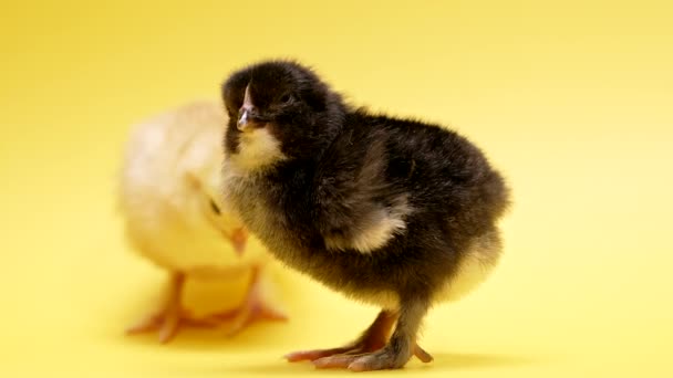 生まれたばかりの黄色と黒の雛。スタジオの背景に隔離された小さな鶏のカップル。伝統的な鳥の概念は、春のお祝い。幸せなイースターのシンボル. — ストック動画