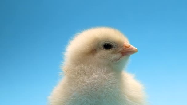 Head of newborn poultry yellow chicken beak on blue studio background. Beautiful adorable little chick for design decorative theme. Easter, farm concept — Vídeo de Stock