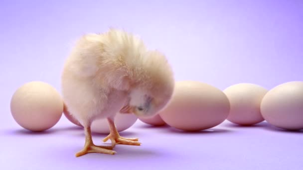 Nyfödd fjäderfä gul kyckling på violett bakgrund med ägg i studion. Vacker bedårande liten brud för design dekorativa tema. Påsk, lantbrukskoncept — Stockvideo