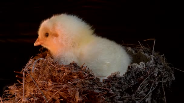 Hatched newborn yellow chick in nest calling its mother hen. Baby little chicken isolated on dark background. Concept of traditional bird, spring. Symbol of new life, poultry — Vídeo de stock