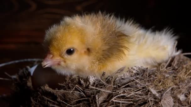 Narodilo se novorozeně žluté kuře v hnízdě, které říká své matce slepice. Malé kuře izolované na tmavém pozadí. Koncept tradičního ptáka, jaro. Symbol nového života, drůbež — Stock video