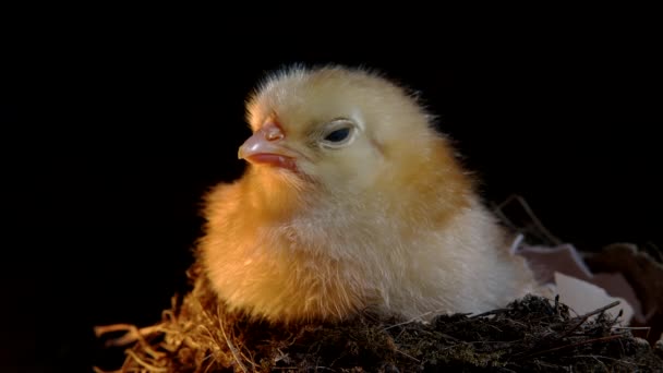Vylíhnutá novorozená žlutá holka v hnízdě. Klidné malé kuře izolované na černém pozadí. Koncept tradičního ptáka, jarní oslava. Symbol šťastných Velikonoc. — Stock video