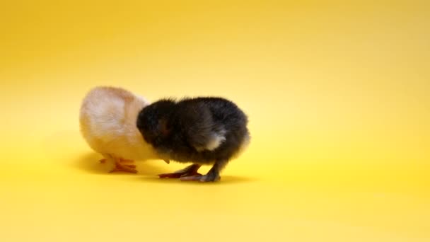 Nyfödda gula och svarta brudar. Några bebisar små kycklingar isolerad på studio bakgrund. Begreppet traditionell fågel, vårfest. Symbol för lycklig påsk. — Stockvideo